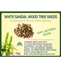 White Sandal Wood / Chandan Tree Seed 1 Kg